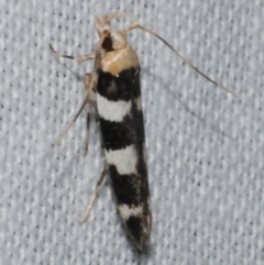 Limnaecia camptosema (Cosmopterigid) at WendyM's farm at Freshwater Ck. - 11 Feb 2024 by WendyEM