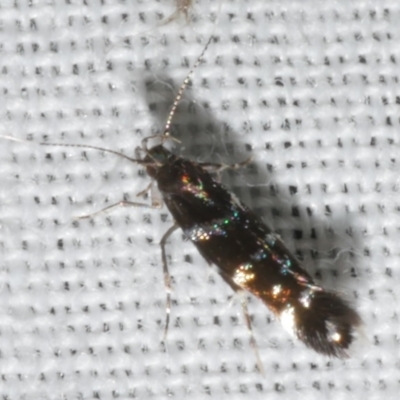 Mimodoxa metallica (A Cosmet moth (Cosmopteriginae)) at Freshwater Creek, VIC - 11 Feb 2024 by WendyEM