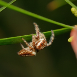 Opisthoncus sp. (genus) at Downer, ACT - 20 Mar 2024