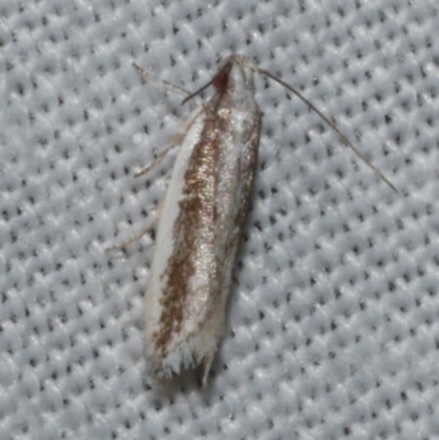 Unidentified Curved-horn moth (all Gelechioidea except Oecophoridae) at WendyM's farm at Freshwater Ck. - 11 Feb 2024 by WendyEM