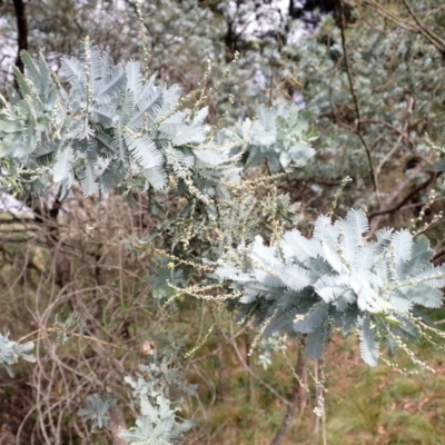 Acacia baileyana (Cootamundra Wattle, Golden Mimosa) at Paddys River, NSW - 18 Mar 2024 by plants