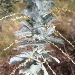 Acacia baileyana at Paddys River - 19 Mar 2024 09:57 AM