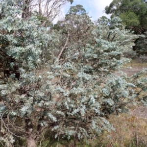 Acacia baileyana at Paddys River - 19 Mar 2024 09:57 AM