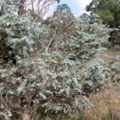Acacia baileyana at Paddys River - 19 Mar 2024
