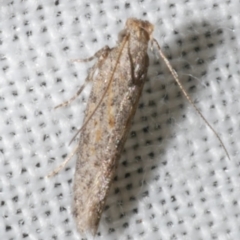 Phthorimaea operculella (Potato Tuber Worm) at WendyM's farm at Freshwater Ck. - 11 Feb 2024 by WendyEM