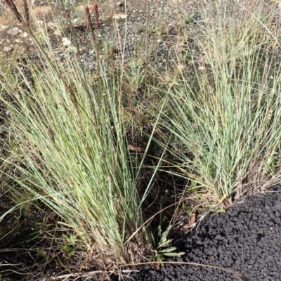 Eragrostis curvula (African Lovegrass) at Paddys River - 19 Mar 2024 by plants