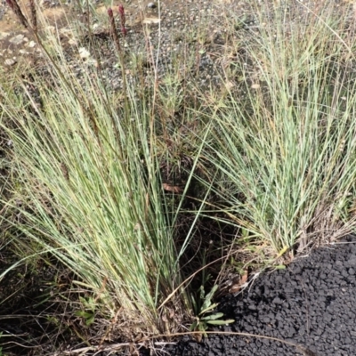 Eragrostis curvula (African Lovegrass) at Paddys River - 18 Mar 2024 by plants