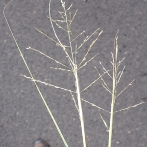Eragrostis curvula at Wingecarribee Local Government Area - 19 Mar 2024