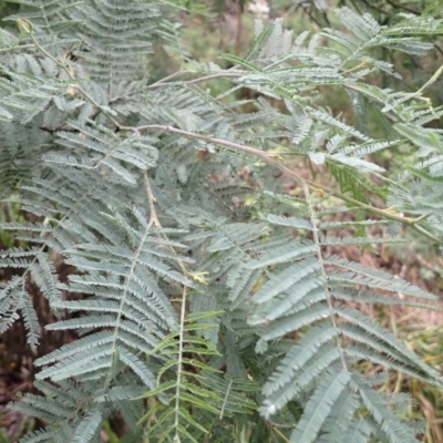 Acacia dealbata (Silver Wattle) at Canyonleigh - 19 Mar 2024 by plants