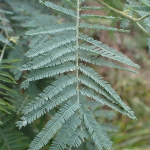 Acacia dealbata at Canyonleigh - 19 Mar 2024