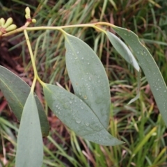 Eucalyptus pauciflora (A Snow Gum) at Canyonleigh, NSW - 19 Mar 2024 by plants