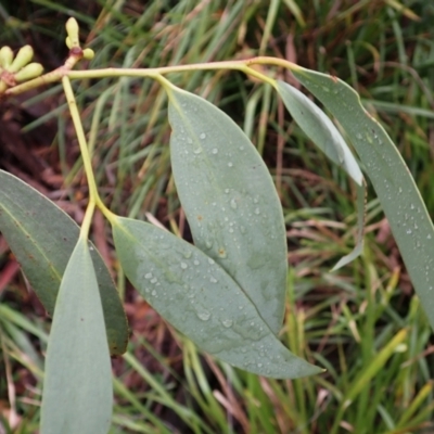 Eucalyptus pauciflora (A Snow Gum) at Canyonleigh - 18 Mar 2024 by plants