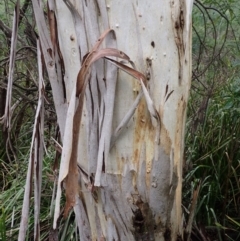 Eucalyptus pauciflora at Wingecarribee Local Government Area - 19 Mar 2024 09:13 AM