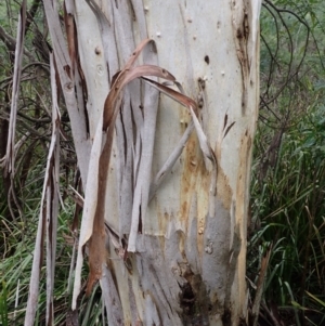 Eucalyptus pauciflora at Wingecarribee Local Government Area - 19 Mar 2024