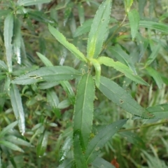 Prostanthera lasianthos (Victorian Christmas Bush) at Wingecarribee Local Government Area - 18 Mar 2024 by plants