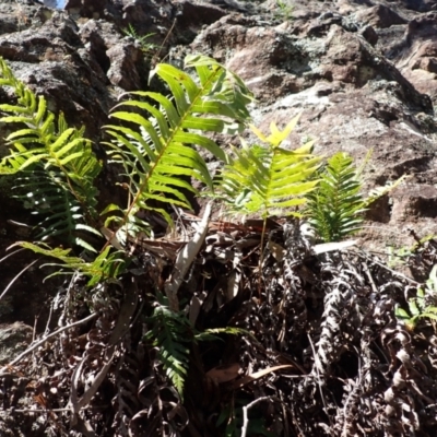 Blechnum cartilagineum (Gristle Fern) at Belanglo, NSW - 18 Mar 2024 by plants