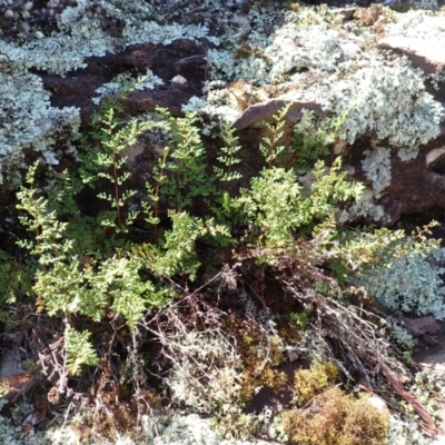 Cheilanthes sieberi (Rock Fern) at Belanglo - 19 Mar 2024 by plants