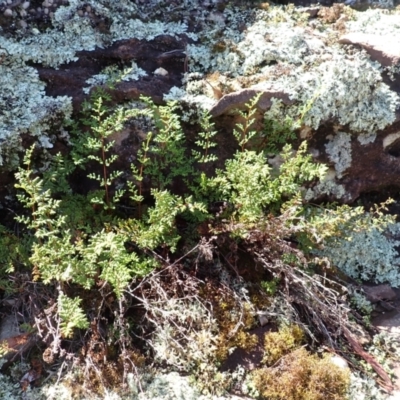 Cheilanthes sieberi (Rock Fern) at Belanglo, NSW - 18 Mar 2024 by plants