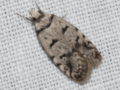 Scatochresis episema (A scat moth) at WendyM's farm at Freshwater Ck. - 11 Feb 2024 by WendyEM