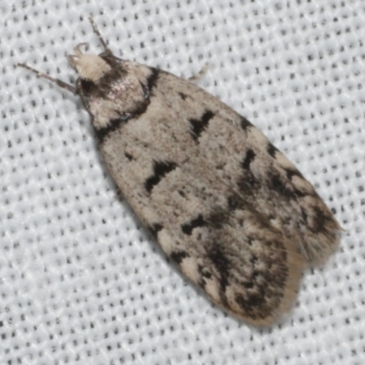 Scatochresis episema (A scat moth) at Freshwater Creek, VIC - 11 Feb 2024 by WendyEM