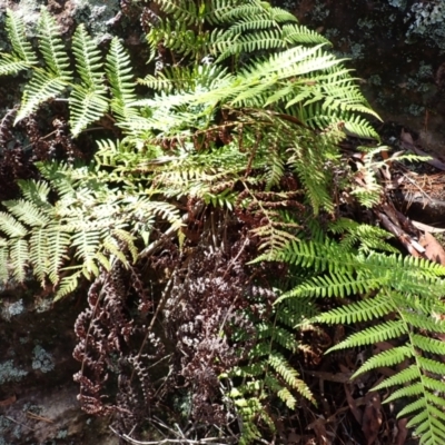 Cyathea australis subsp. australis (Rough Tree Fern) at Belanglo - 18 Mar 2024 by plants