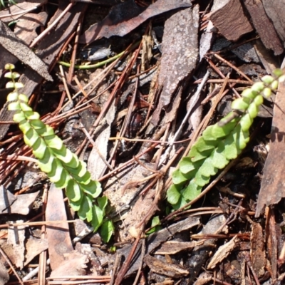 Lindsaea linearis (Screw Fern) at Belanglo, NSW - 18 Mar 2024 by plants