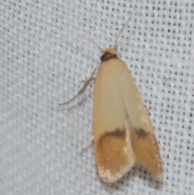 Tachystola stenoptera (A concealer moth) at WendyM's farm at Freshwater Ck. - 11 Feb 2024 by WendyEM