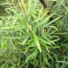 Lomatia myricoides (River Lomatia) at Canyonleigh - 19 Mar 2024 by plants