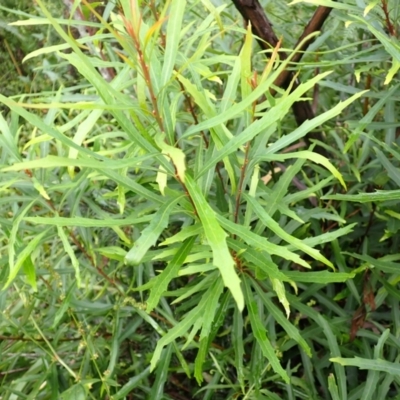 Lomatia myricoides (River Lomatia) at Canyonleigh, NSW - 19 Mar 2024 by plants