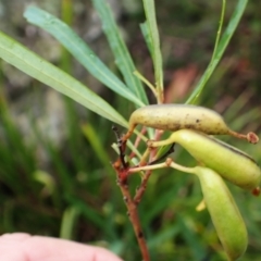 Lomatia myricoides at Canyonleigh - 19 Mar 2024