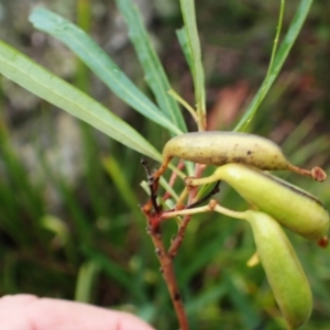 Lomatia myricoides at Canyonleigh - 19 Mar 2024