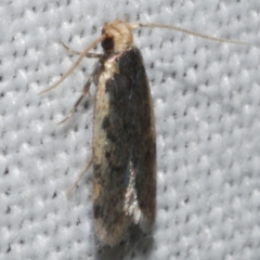 Hoplostega ochroma (a Eulechria Group moth) at WendyM's farm at Freshwater Ck. - 11 Feb 2024 by WendyEM
