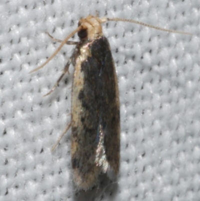 Hoplostega ochroma (a Eulechria Group moth) at Freshwater Creek, VIC - 11 Feb 2024 by WendyEM