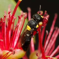 Hylaeus sp. (genus) (A masked bee) at Harrison, ACT - 19 Mar 2024 by DPRees125