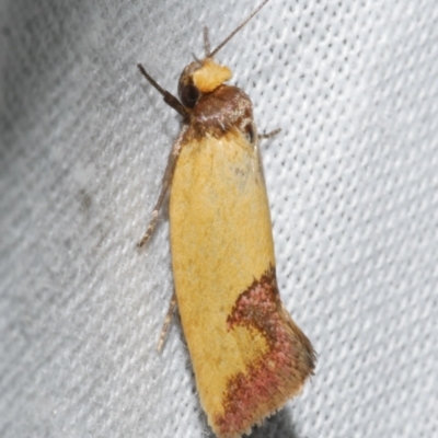 Chrysonoma tentatella (Wingia group) at WendyM's farm at Freshwater Ck. - 11 Feb 2024 by WendyEM