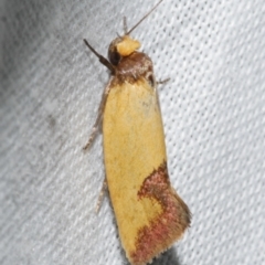 Unidentified Concealer moth (Oecophoridae) at Freshwater Creek, VIC - 11 Feb 2024 by WendyEM