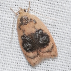 Garrha ocellifera (A concealer moth) at Freshwater Creek, VIC - 11 Feb 2024 by WendyEM