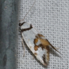 Lepidotarsa habrodelta (Wingia group) at Freshwater Creek, VIC - 12 Feb 2024 by WendyEM