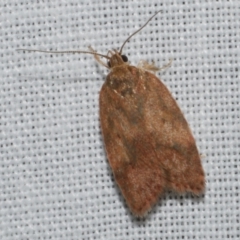 Oligoloba severa (Wingia group) at Freshwater Creek, VIC - 11 Feb 2024 by WendyEM