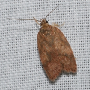 Oligoloba severa at Freshwater Creek, VIC - 12 Feb 2024