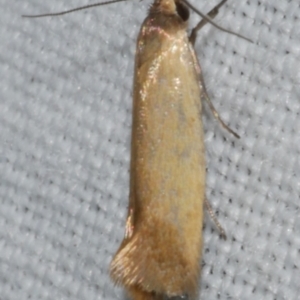 Phauloplana illuta at Freshwater Creek, VIC - 12 Feb 2024