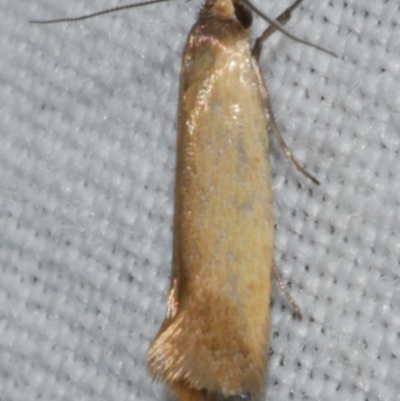 Phauloplana illuta (A concealer moth) at WendyM's farm at Freshwater Ck. - 11 Feb 2024 by WendyEM