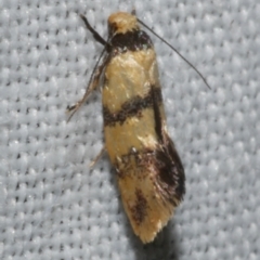 Psaroxantha calligenes (Psaroxantha calligenes) at Freshwater Creek, VIC - 11 Feb 2024 by WendyEM