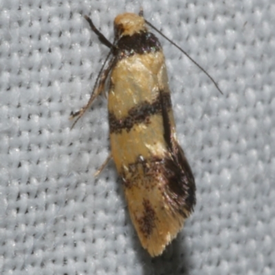 Psaroxantha calligenes (Psaroxantha calligenes) at Freshwater Creek, VIC - 11 Feb 2024 by WendyEM