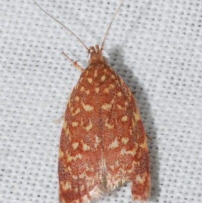 Syringoseca rhodoxantha (A concealer moth) at Freshwater Creek, VIC - 11 Feb 2024 by WendyEM