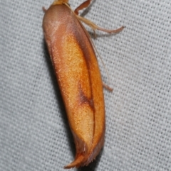 Wingia aurata (Golden Leaf Moth) at WendyM's farm at Freshwater Ck. - 11 Feb 2024 by WendyEM