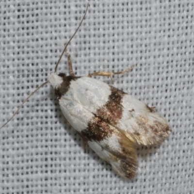 Unidentified Concealer moth (Oecophoridae) at Freshwater Creek, VIC - 11 Feb 2024 by WendyEM