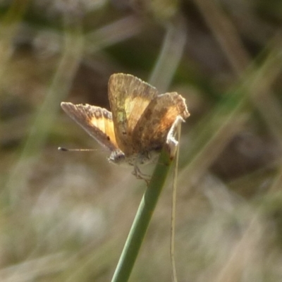 Paralucia aurifera at West Hobart, TAS - 26 Jan 2024 by VanessaC