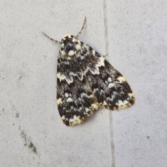 Halone coryphoea (Eastern Halone moth) at Sullivans Creek, Lyneham South - 19 Mar 2024 by trevorpreston