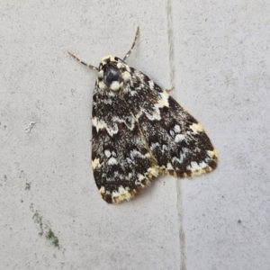 Halone coryphoea at Sullivans Creek, Lyneham South - 20 Mar 2024